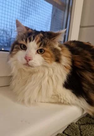 Cleo, tricolor female mixed breed for adoption at Tierheim Wels, Wels — photo 2 of 2