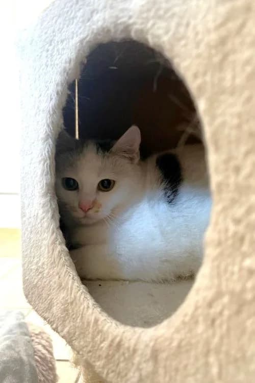 Nemea, tricolor female mixed breed for adoption at Tierheim Wels, Wels