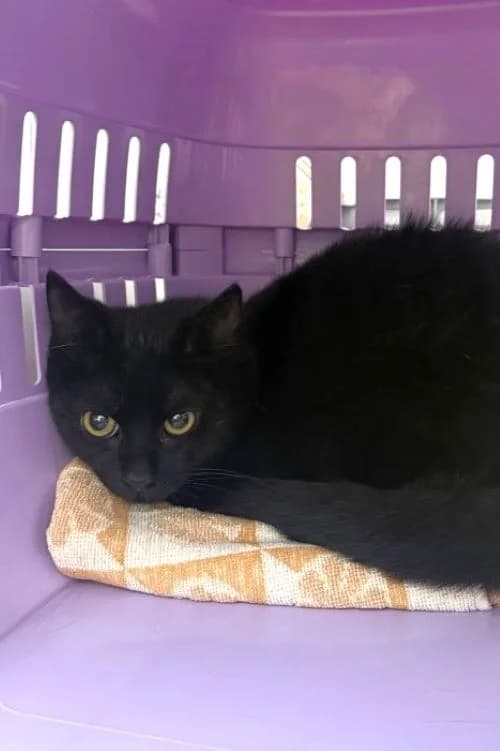 Colin, schwarz male mixed breed for adoption at Tierheim Wels, Wels