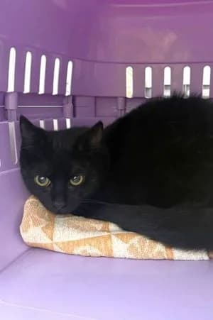 Colin, schwarz male mixed breed for adoption at Tierheim Wels, Wels — photo 2 of 2