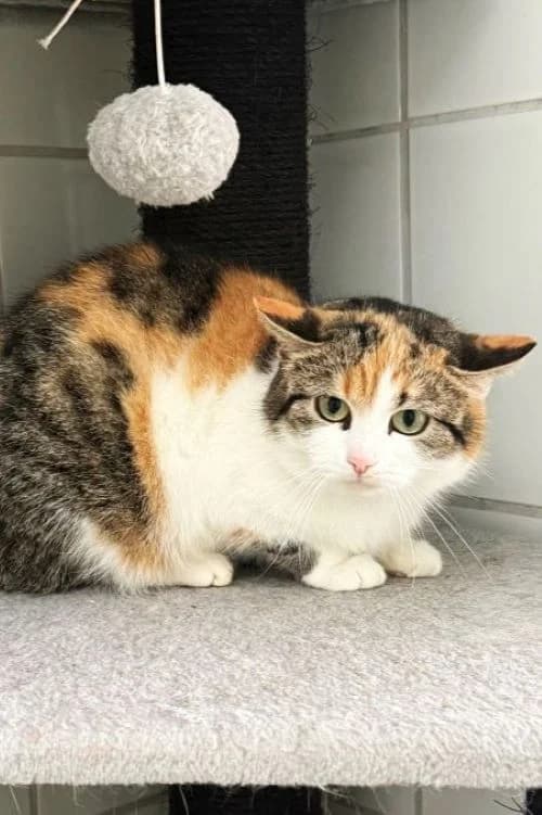 Penelope, tricolor female mixed breed for adoption at Tierheim Wels, Wels