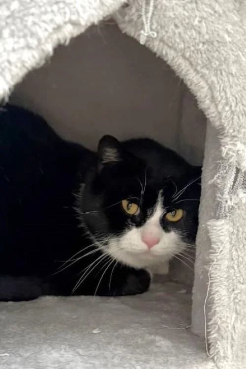 Benedict, schwarz-weiß male mixed breed for adoption at Tierheim Wels, Wels