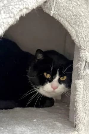 Benedict, schwarz-weiß male mixed breed for adoption at Tierheim Wels, Wels — photo 2 of 2