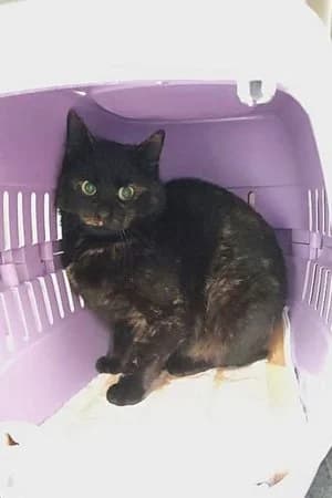 Yerin, schildpatt female mixed breed for adoption at Tierheim Wels, Wels — photo 2 of 2