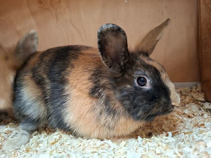 Mickey, schildpatt dunkel male mixed breed for adoption at Tierheim Wels, Wels