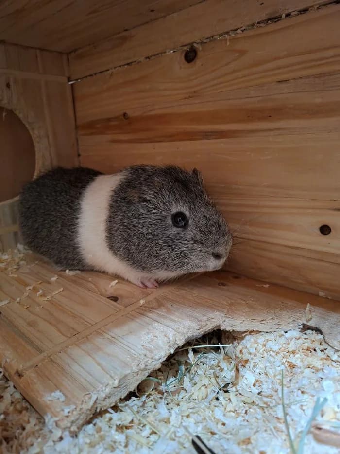 Strauss, silberagouti-weiß male mixed breed for adoption at Tierheim Wels, Wels