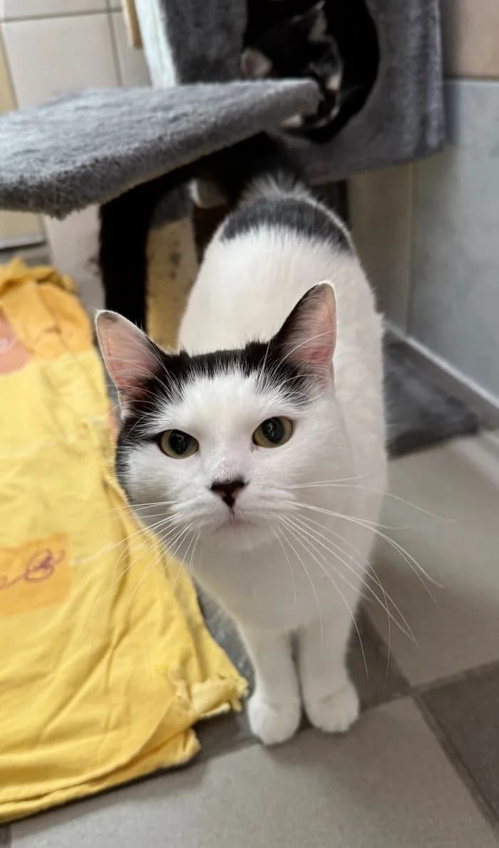 Sunrise, schwarz-weiß male mixed breed for adoption at Tierheim Wels, Wels