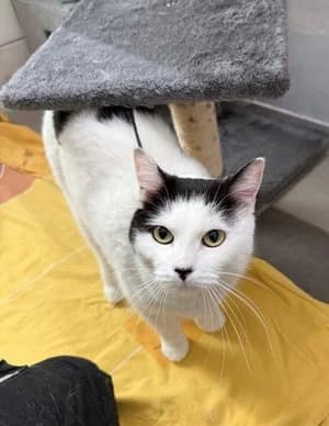 Sunrise, schwarz-weiß male mixed breed for adoption at Tierheim Wels, Wels — photo 3 of 3