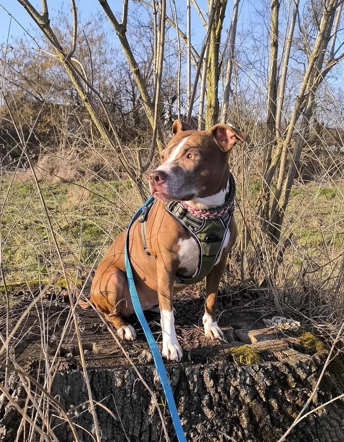 Talia, leberbraun-weiß female American Staffordshire Terrier for adoption at Tierheim Wels, Wels