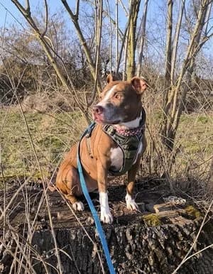 Talia, leberbraun-weiß female American Staffordshire Terrier for adoption at Tierheim Wels, Wels — photo 2 of 4