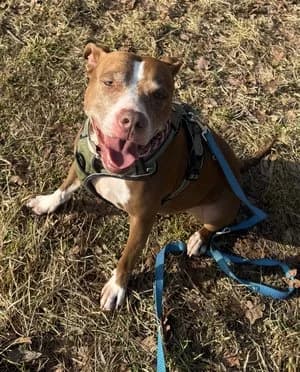 Talia, leberbraun-weiß female American Staffordshire Terrier for adoption at Tierheim Wels, Wels — photo 3 of 4