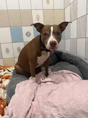 Talia, leberbraun-weiß female American Staffordshire Terrier for adoption at Tierheim Wels, Wels — photo 4 of 4