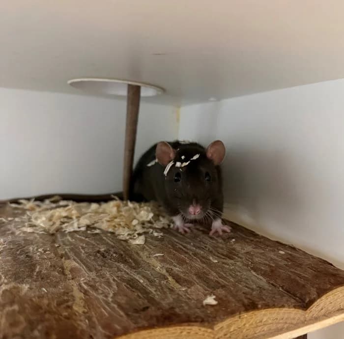 Semina, schwarz female mixed breed for adoption at Tierheim Wels, Wels