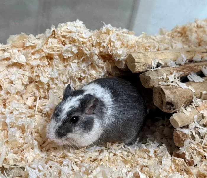 Mervin, schwarz-weiß male mixed breed for adoption at Tierheim Wels, Wels
