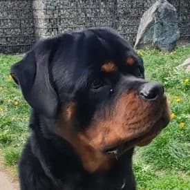 Bambam, male Rottweiler for adoption at TIKO Tierschutzkompetenzzentrum, Klagenfurt