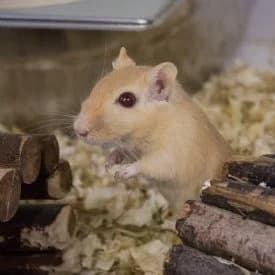 Stitch, female mixed breed for adoption at TIKO Tierschutzkompetenzzentrum, Klagenfurt