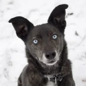 Falco, male Mixed Breed for adoption at TIKO Tierschutzkompetenzzentrum, Klagenfurt