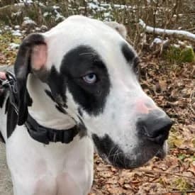 Bruno, schwarz male Great Dane for adoption at TIKO Tierschutzkompetenzzentrum, Klagenfurt