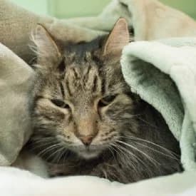 Siena, weiß female mixed breed for adoption at TIKO Tierschutzkompetenzzentrum, Klagenfurt