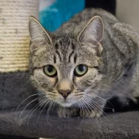 Acht mal Miau, female mixed breed for adoption at TIKO Tierschutzkompetenzzentrum, Klagenfurt