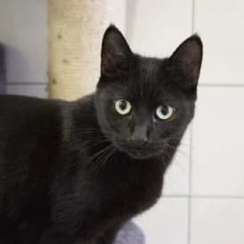 Fünfzehn mal Miau, female mixed breed for adoption at TIKO Tierschutzkompetenzzentrum, Klagenfurt