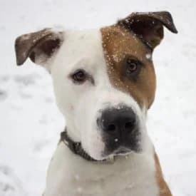 Lorenzo, male American Staffordshire Terrier for adoption at TIKO Tierschutzkompetenzzentrum, Klagenfurt