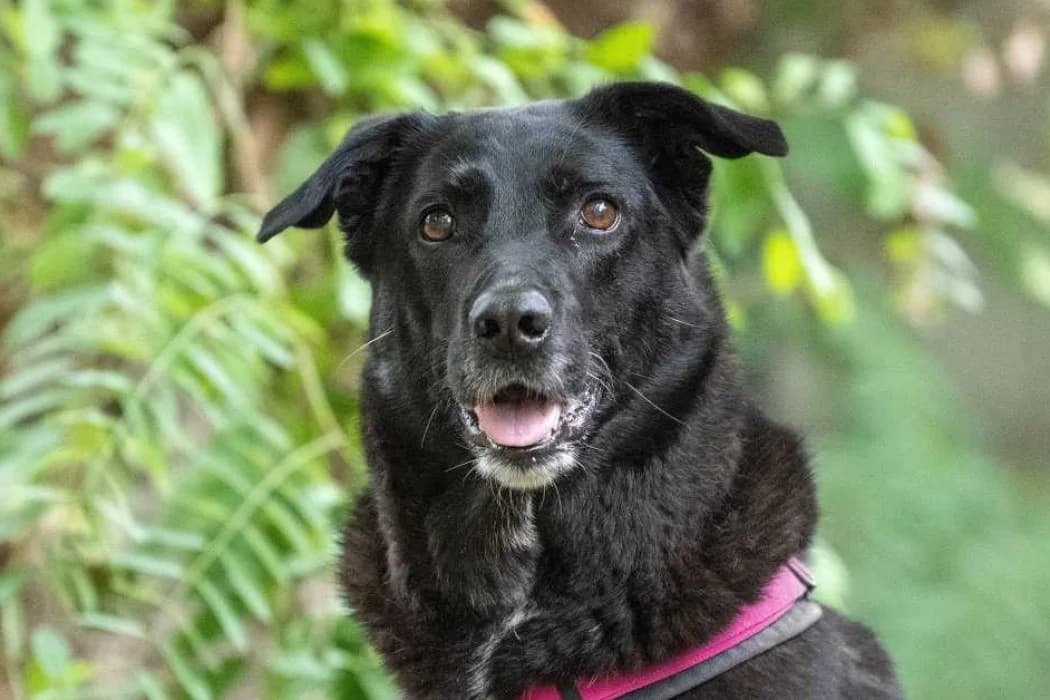Lucy, female Mixed Breed for adoption at Tierschutz Austria, Vienna