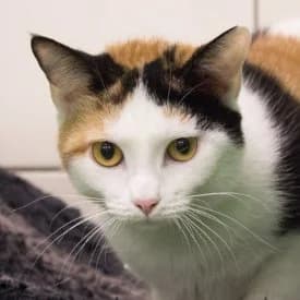 Grete und Georgina, female mixed breed for adoption at TIKO Tierschutzkompetenzzentrum, Klagenfurt