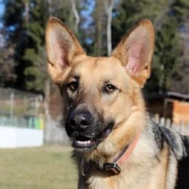 Tasso, male Mixed Breed for adoption at TIKO Tierschutzkompetenzzentrum, Klagenfurt