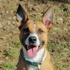 Lucy, female Mixed Breed for adoption at TIKO Tierschutzkompetenzzentrum, Klagenfurt