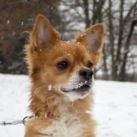 Pauli, male Chihuahua for adoption at TIKO Tierschutzkompetenzzentrum, Klagenfurt
