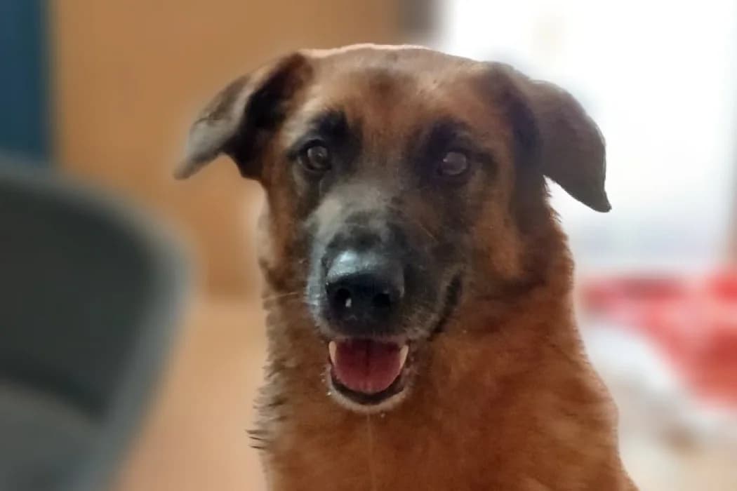 Paco, Mixed Breed (Tierschutz Austria)