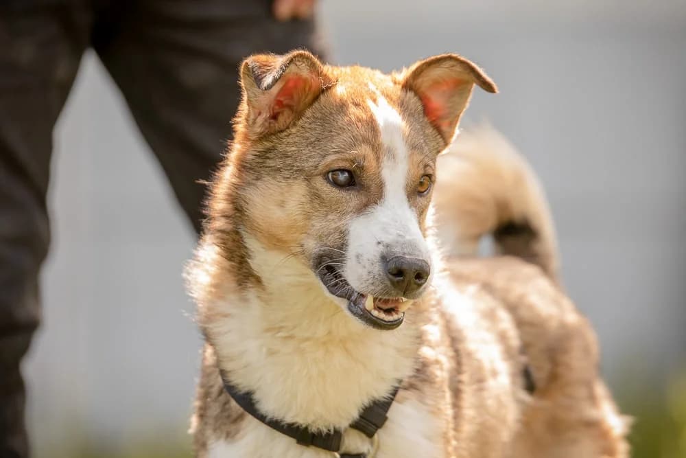 Micky, Mixed Breed (Tierschutz Austria)