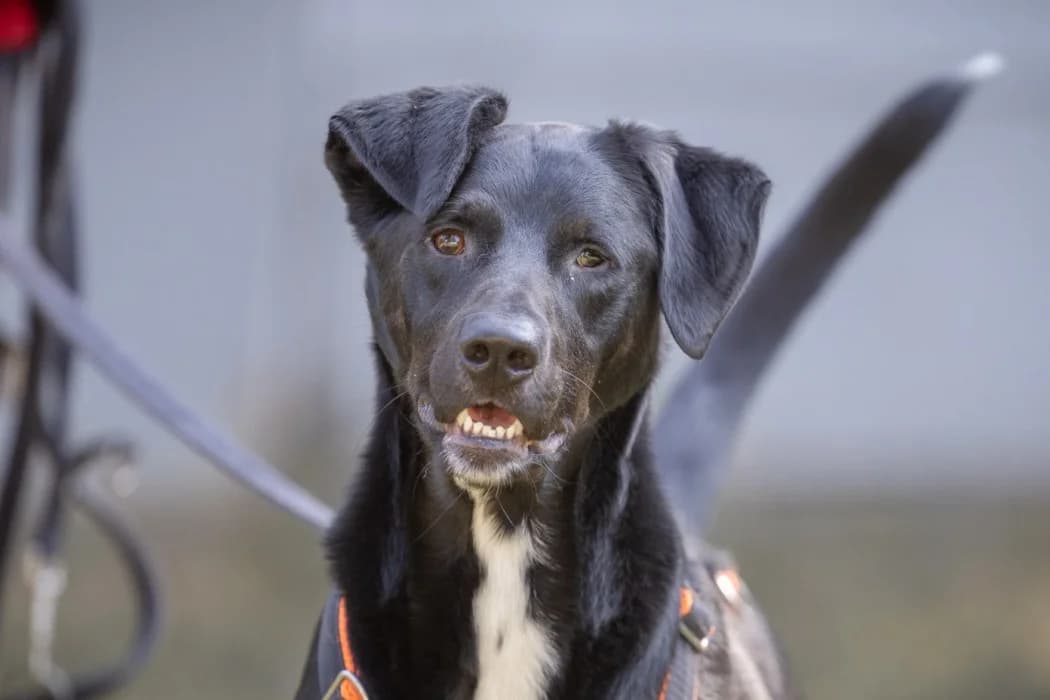 Damon, black male Mixed Breed for adoption at Wiener Tierschutzverein, Vienna