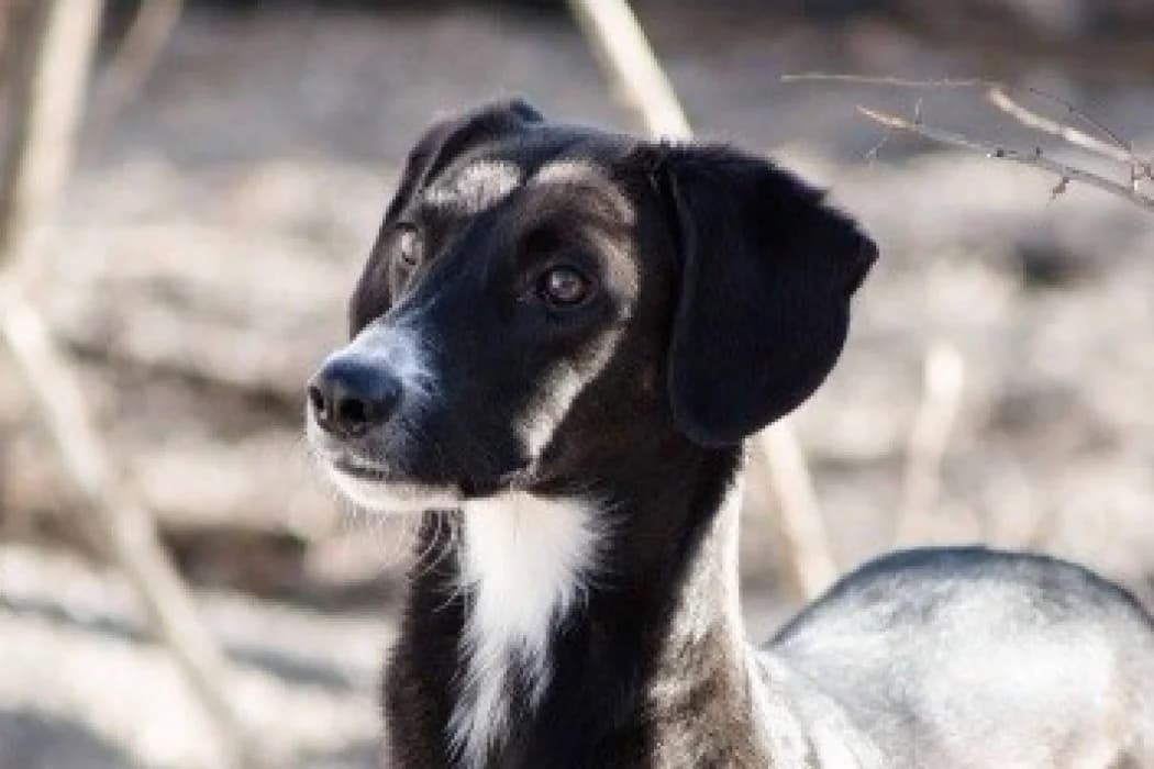 Romy, black male Mixed Breed for adoption at Tierschutz Austria, Vienna