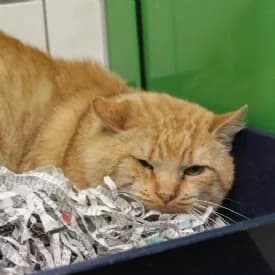 Fred, weiß male mixed breed for adoption at TIKO Tierschutzkompetenzzentrum, Klagenfurt