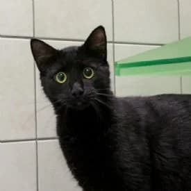 Majo und Rambo, female mixed breed for adoption at TIKO Tierschutzkompetenzzentrum, Klagenfurt