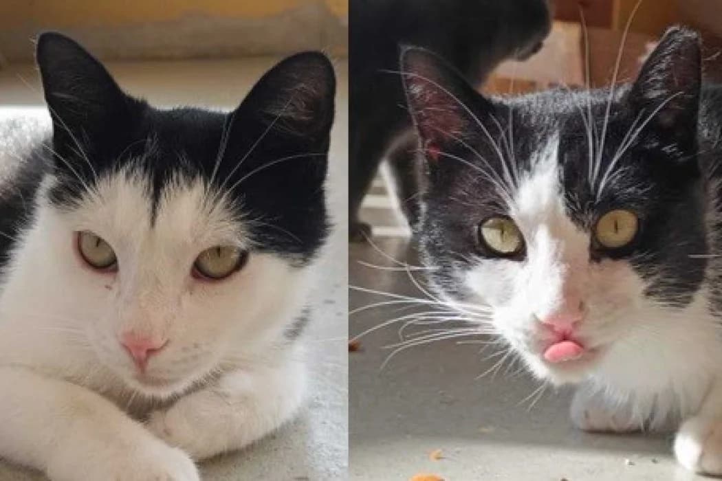 Batman + Robin, black and white male Domestic Shorthair for adoption at Tierschutz Austria, Vienna