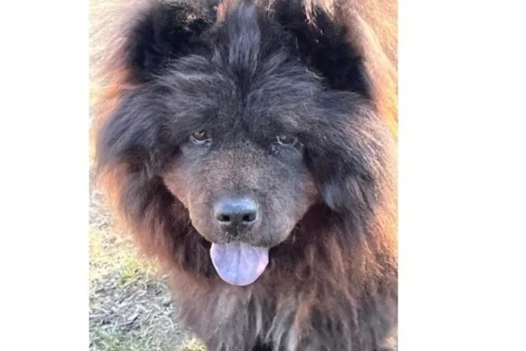 Bambo, Mixed Breed (Wiener Tierschutzverein)