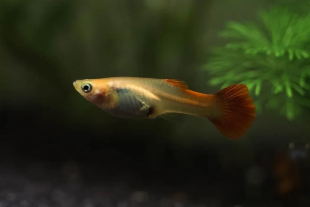 Zierfische,  Guppy for adoption at Tierschutz Austria, Vienna