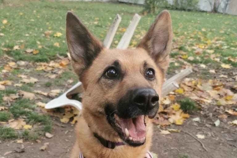 Anka, female German Shepherd for adoption at Wiener Tierschutzverein, Vienna
