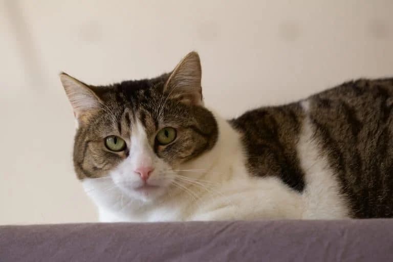 Dylan, brown tabby female Domestic Shorthair for adoption at Wiener Tierschutzverein, Vienna