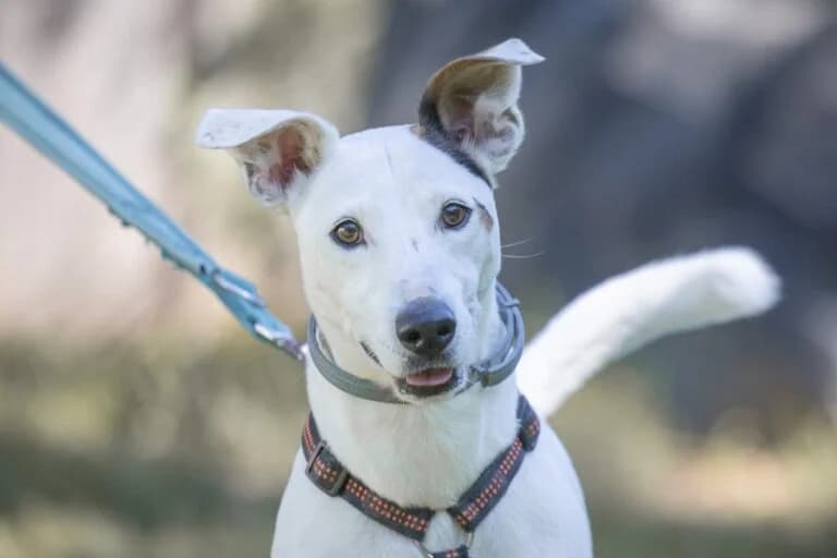 Daso, male Mixed Breed for adoption at Wiener Tierschutzverein, Vienna