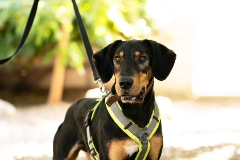 Teddy, male 6yo Mixed Breed for adoption at Wiener Tierschutzverein, Vienna