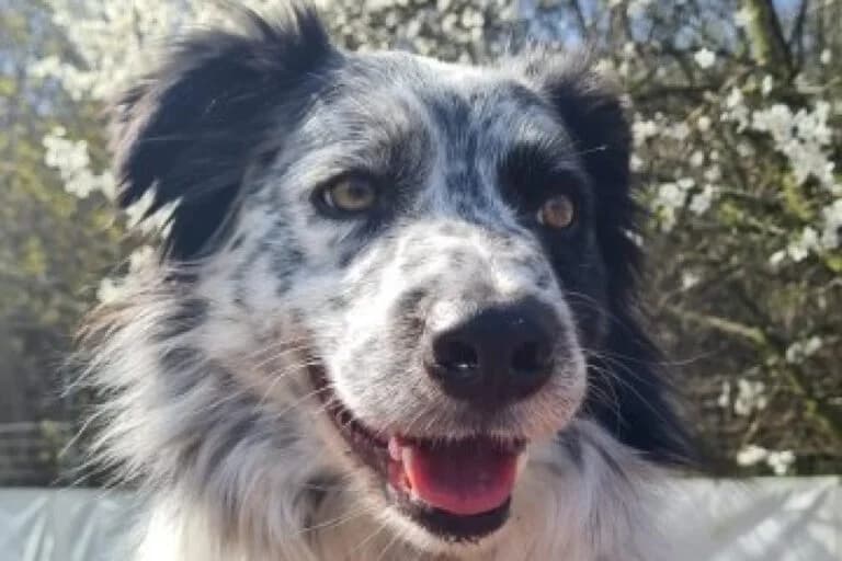 Pascha, Border Collie (Tierschutz Austria)