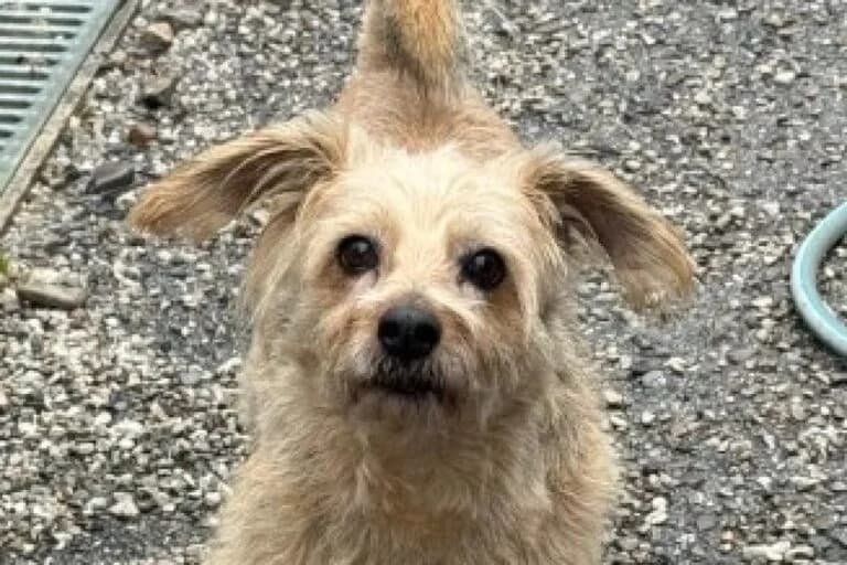 Vida, Mixed Breed (Tierschutz Austria)