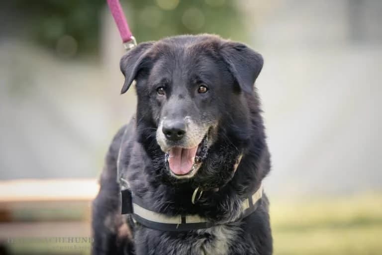 Charly, Mixed Breed (Wiener Tierschutzverein)