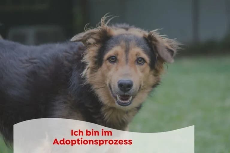 Willy, male Mixed Breed for adoption at Tierschutz Austria, Vienna