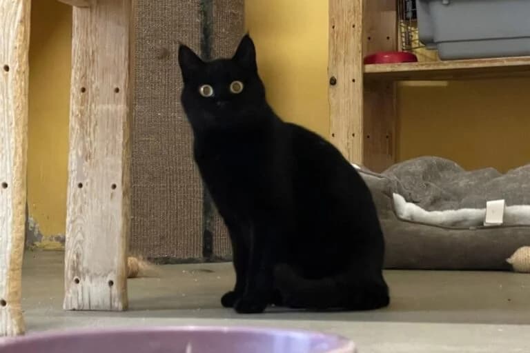 Luni + Samantha photo 3