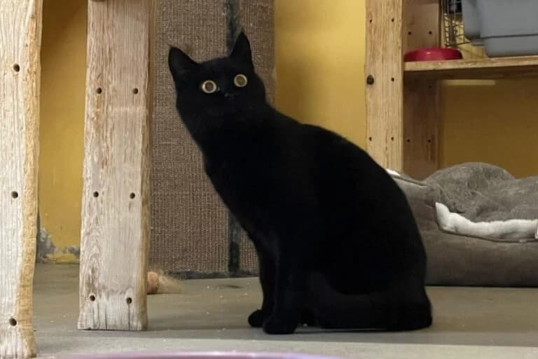 Luni + Samantha photo 4